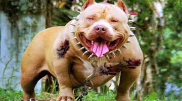 12 Most Dangerous Dogs in the World