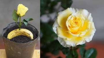 Simple And Effective Rose Cuttings From Bananas