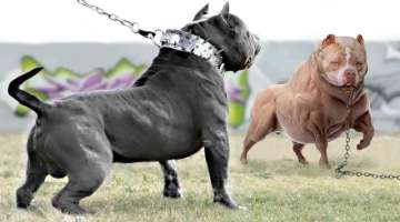 15 Abnormally Strong Dogs In The World