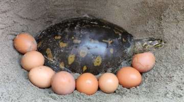 Finding Tortoise and Eggs in Soil Hole | Boy Searching Tortoise