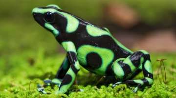 10 Most Beautiful Frogs in the World