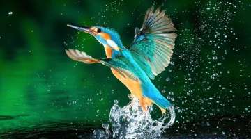 10 Most Beautiful Kingfishers in the World (2)