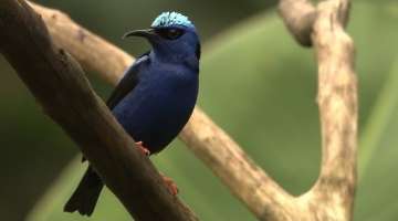 Explore the World of Birds and Biodiversity