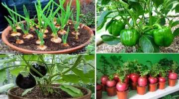 Top 10 easy to grow vegetables for beginners