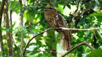 Large Frogmouth in Malaysia Rainforest with Called