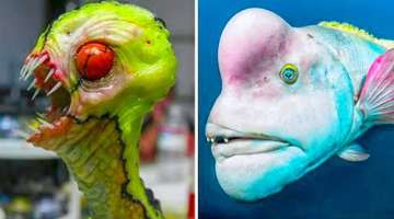 20 Most Terrible Deep Sea Creatures You've Never Seen Before