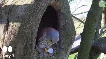 Kestrels Brave it Out After Several Brutal Raids on their Nest by Tawny Owls and a Jackdaw