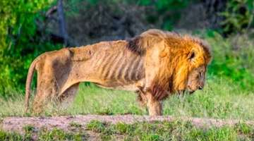 This Is Why Male Lions End Their Lives So Badly