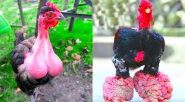 15 Chicken Breeds You Wont Believe Actually Exist