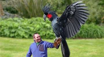 10 Most Expensive Birds in the World