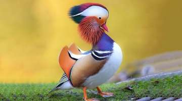 12 Most Beautiful Ducks in the World