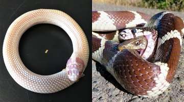 Here's Why Snakes Eat Themselves Alive