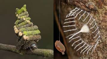 12 INSANE Nests Built By Insects