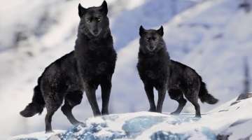 7 Most Beautiful Wolves in the World