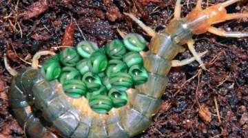 This Is How These 15 Animals Lay Eggs