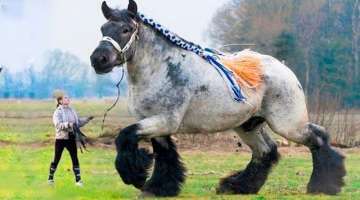 20 Horses That Are Born Only Once In a Thousand Years