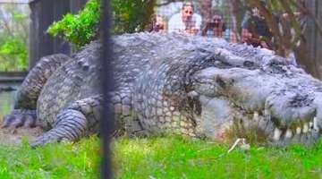 15 Abnormally Large Crocodiles That Actually Exist