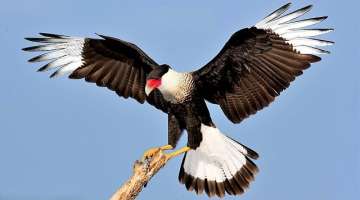 10 Most Beautiful Caracaras in the World