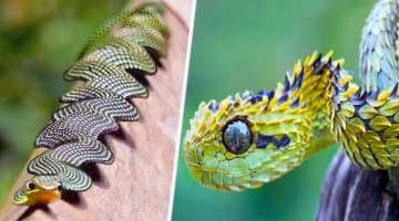 20 Most Unique Exotic Reptiles In The World