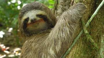 Three-toed Sloth: The Slowest Mammal On Earth | Nature on PBS