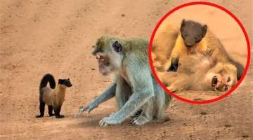 Here Is Why Monkeys Never Mess With Tiny Martens