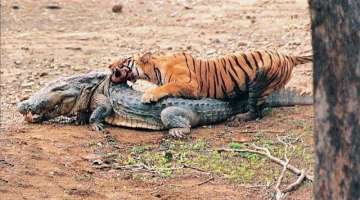 15 Animals That Hate Each Other