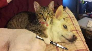 10 Times Animals Really Messed With The Wrong Opponent