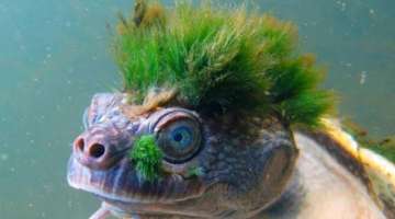 STRANGEST Animals That Are Hard To Believe Are REAL!