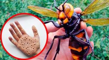 18 Most Harmful Insects to Humans