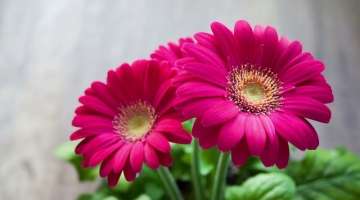 Top most beautiful Gerbera Daisy Flowers in the World - Beautiful Gerbera..