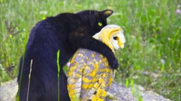Owl’s Unusually Close Friendship With A Cat Has Researchers Scratching Their Heads