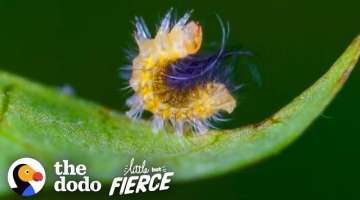 Tiny Caterpillar Makes Stunning Metamorphosis into a Garden Tiger Moth | The Dodo Little But Fier...