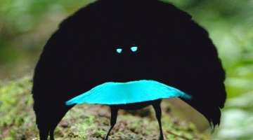 A new species? The Vogelkop Superb Bird-of-Paradise