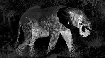 Secrets Of The Wild African Night | Waterhole: Africa's Animal Oasis | BBC Earth