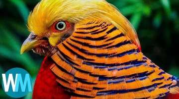 Top 10 Most Stunningly Beautiful Birds in the World