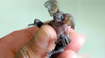 20 Weirdest Baby Animals in the World