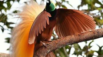 That's all you need to know about Greater Birds-of-Paradise.