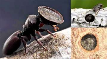 7 Most Intelligent Insects in the World