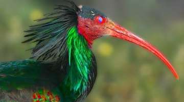10 Most Beautiful Ibis Species in the World