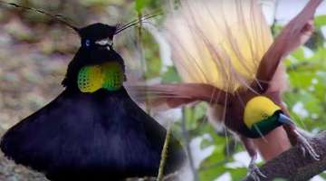 Bird Of Paradise Courtship Spectacle | Planet Earth | BBC Earth