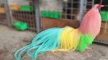 Rare and Exotic Roosters You Won't Believe Exist