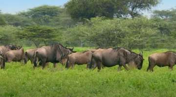The Greatest Mammal Migration | Waterhole: Africa's Animal Oasis | BBC Earth