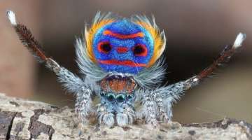 15 Rarest Spiders In The World