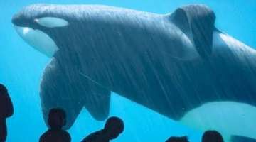 15 Things Seaworld Doesn't Want You To Know
