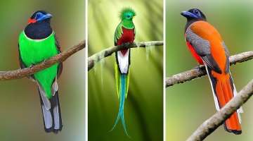 10 Most Beautiful Trogons in the World