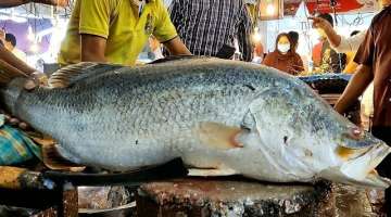 Amazing Fish Cutting Skills | Giant Bhetki Fish Cutting By Expert Fish Cutter