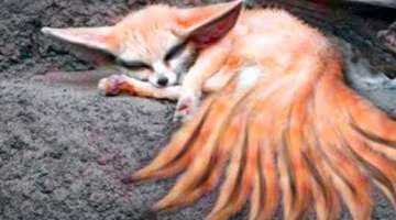 20 Foxes You Won’t Believe Actually Exist