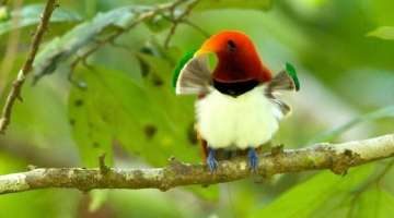 King Bird-of-Paradise