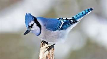 10 Most Beautiful Jay Birds in the World