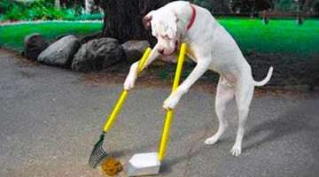 15 Best Trained & Disciplined Dogs in The World!